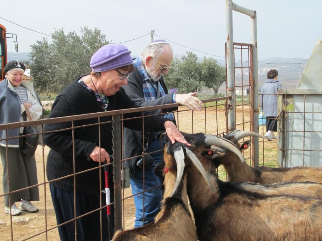 תרבות ופנאי בבית טובי העיר טיול לחוות החיות 3